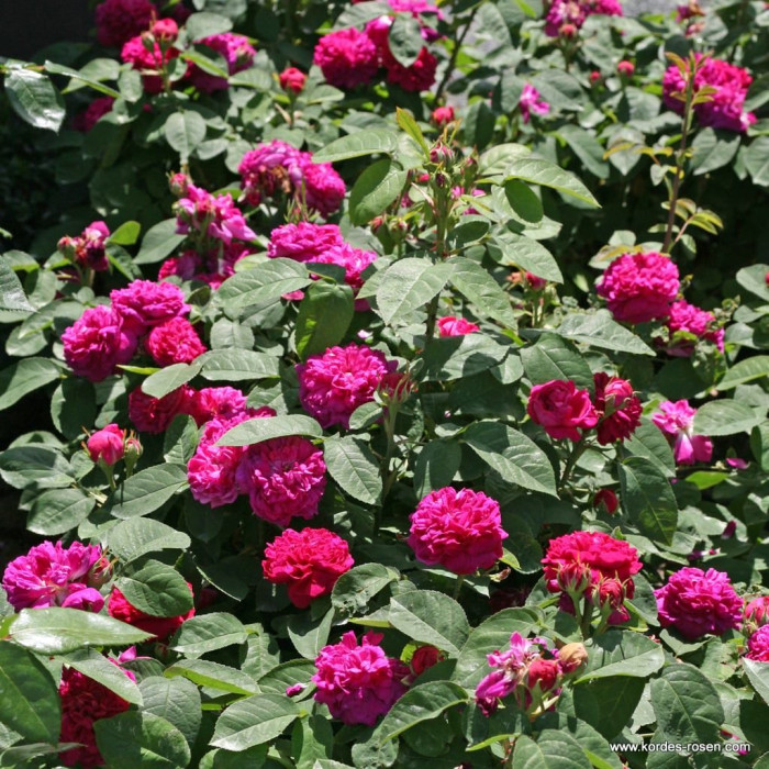 ROSE DE RESHT® ROSE DE RESHT®